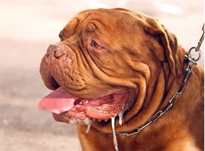 Slobber